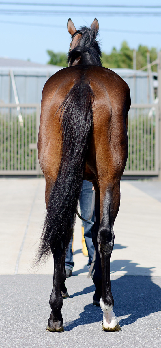 ジャスマン 牡3歳 ※中央競馬 登録抹消 | サラブレッドオークション