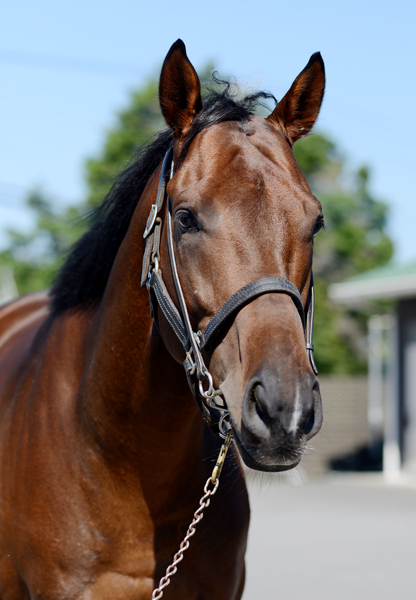 ジャスマン 牡3歳 ※中央競馬 登録抹消 | サラブレッドオークション