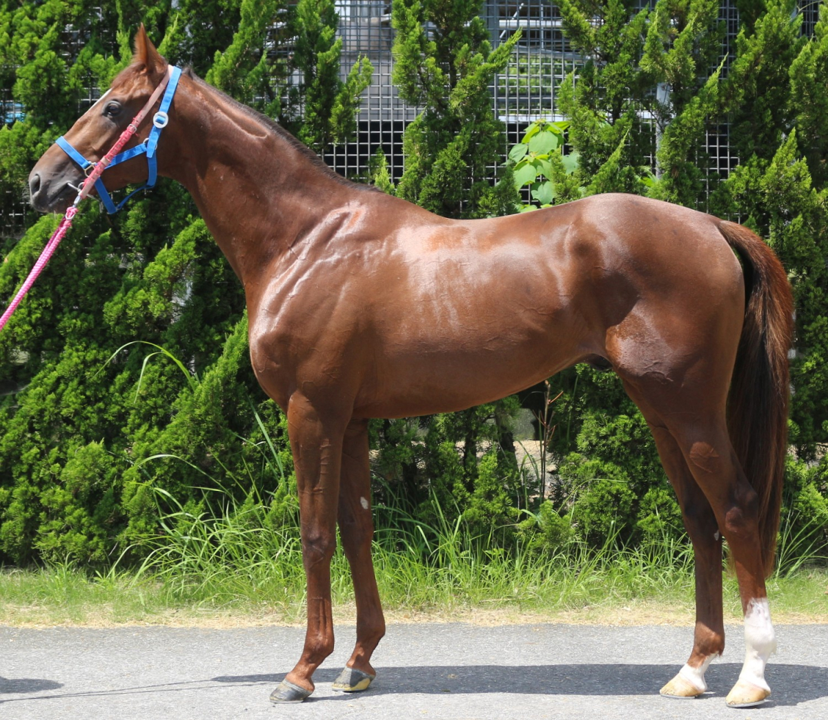 ジューンアレグロ 牡3歳 ※中央競馬 登録抹消 | サラブレッド