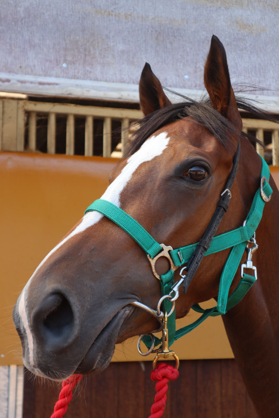 ミリオンヒット 牝3歳 ※中央競馬 登録抹消 | サラブレッド