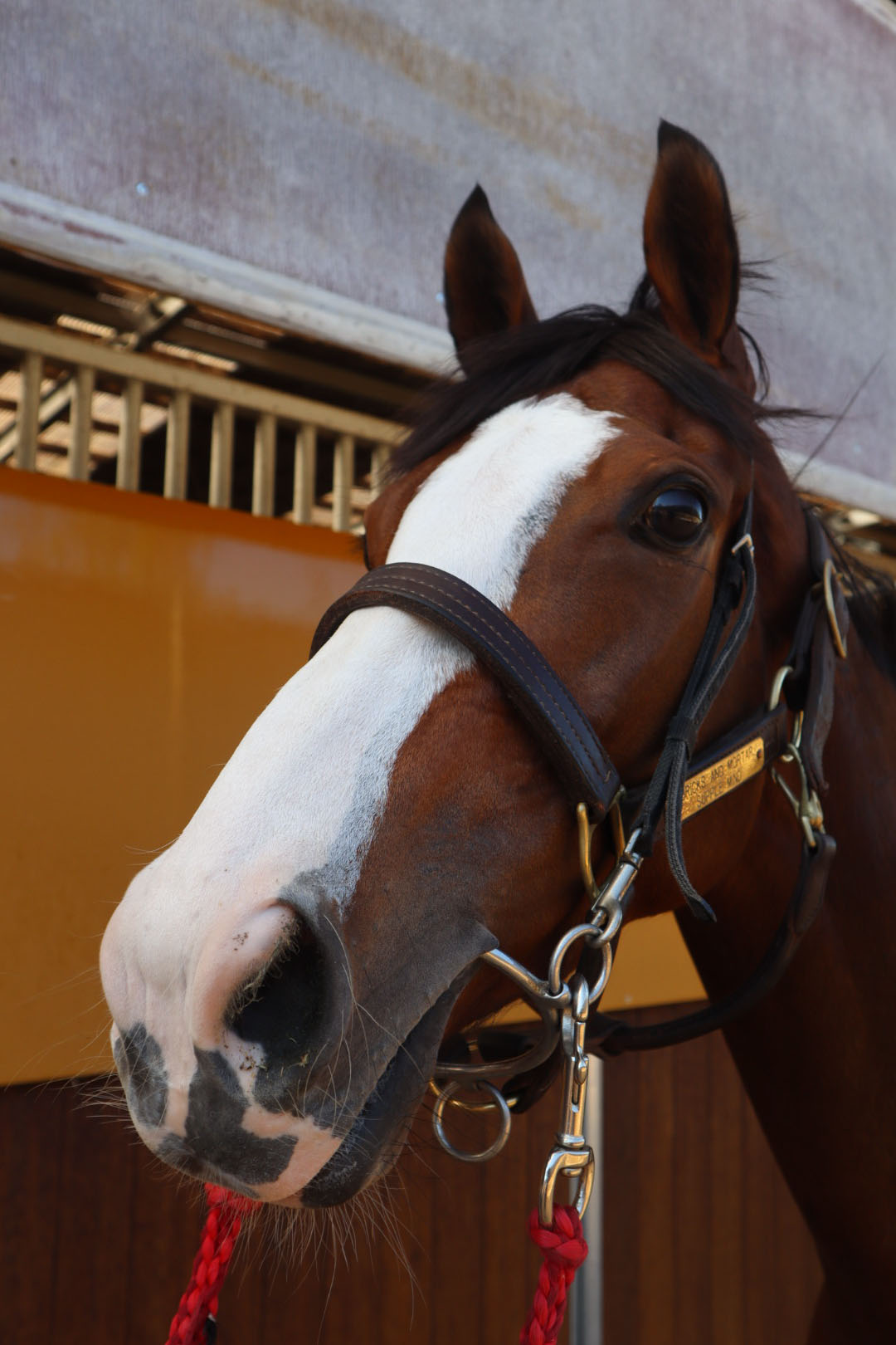 セレニティ 牝3歳 ※中央競馬 登録抹消 | サラブレッドオークション