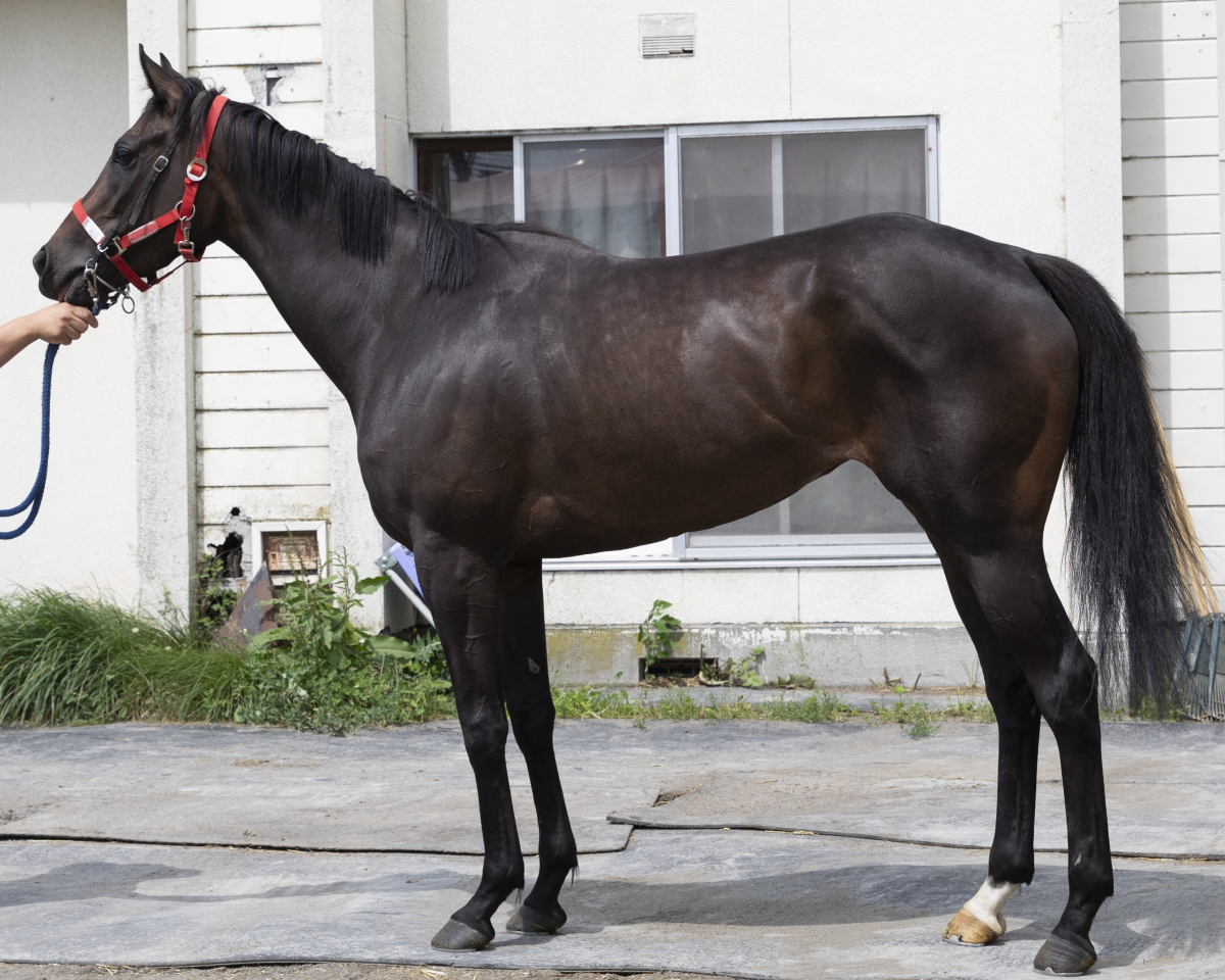 a+u2012年3月号 ウィルトゥーウェル 牝3歳 ※地方競馬 在籍 | サラブレッド