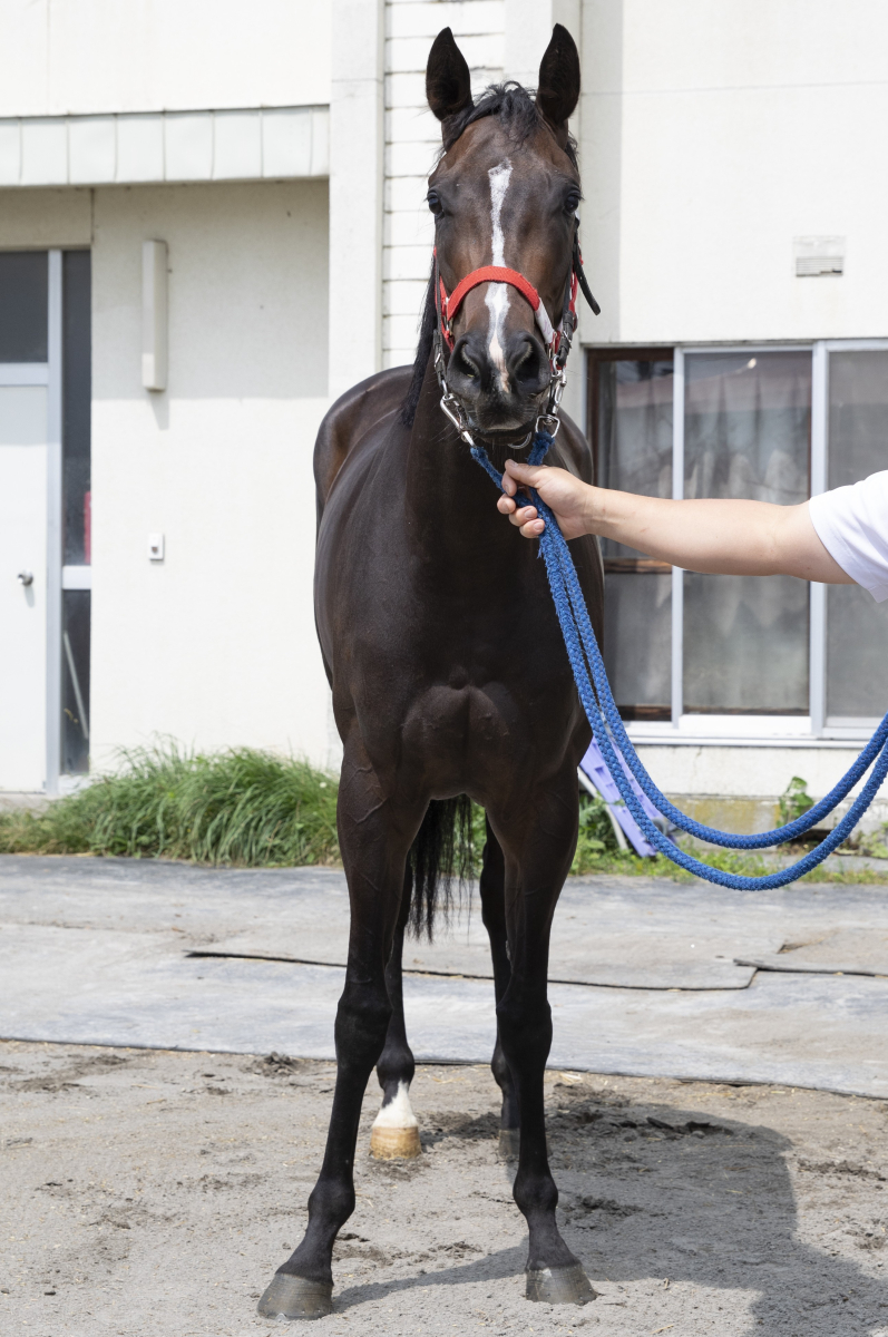 a+u2012年3月号 ウィルトゥーウェル 牝3歳 ※地方競馬 在籍 | サラブレッド