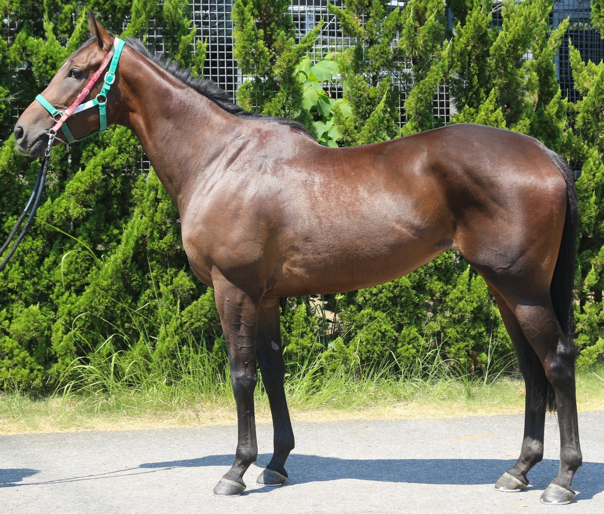 ウィッティングハム 牝3歳 ※中央競馬 登録抹消 | サラブレッド