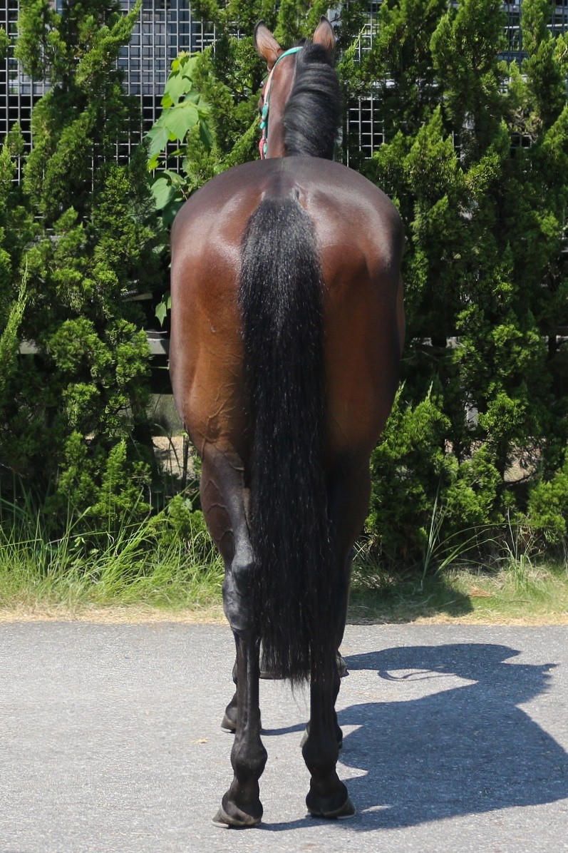 ウィッティングハム 牝3歳 ※中央競馬 登録抹消 | サラブレッド