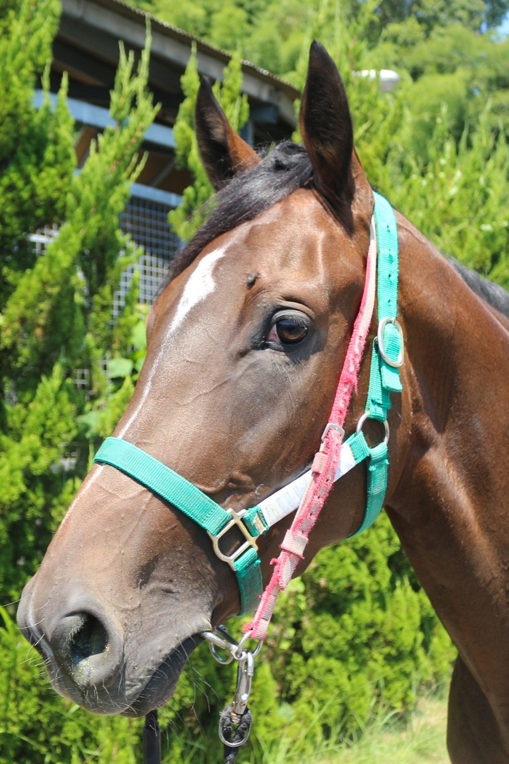 ウィッティングハム アメリカ競馬の伝説　Wittingham 日本競走馬協会 ウィッティングハム アメリカ競馬の伝説 Wittingham 日本競走馬