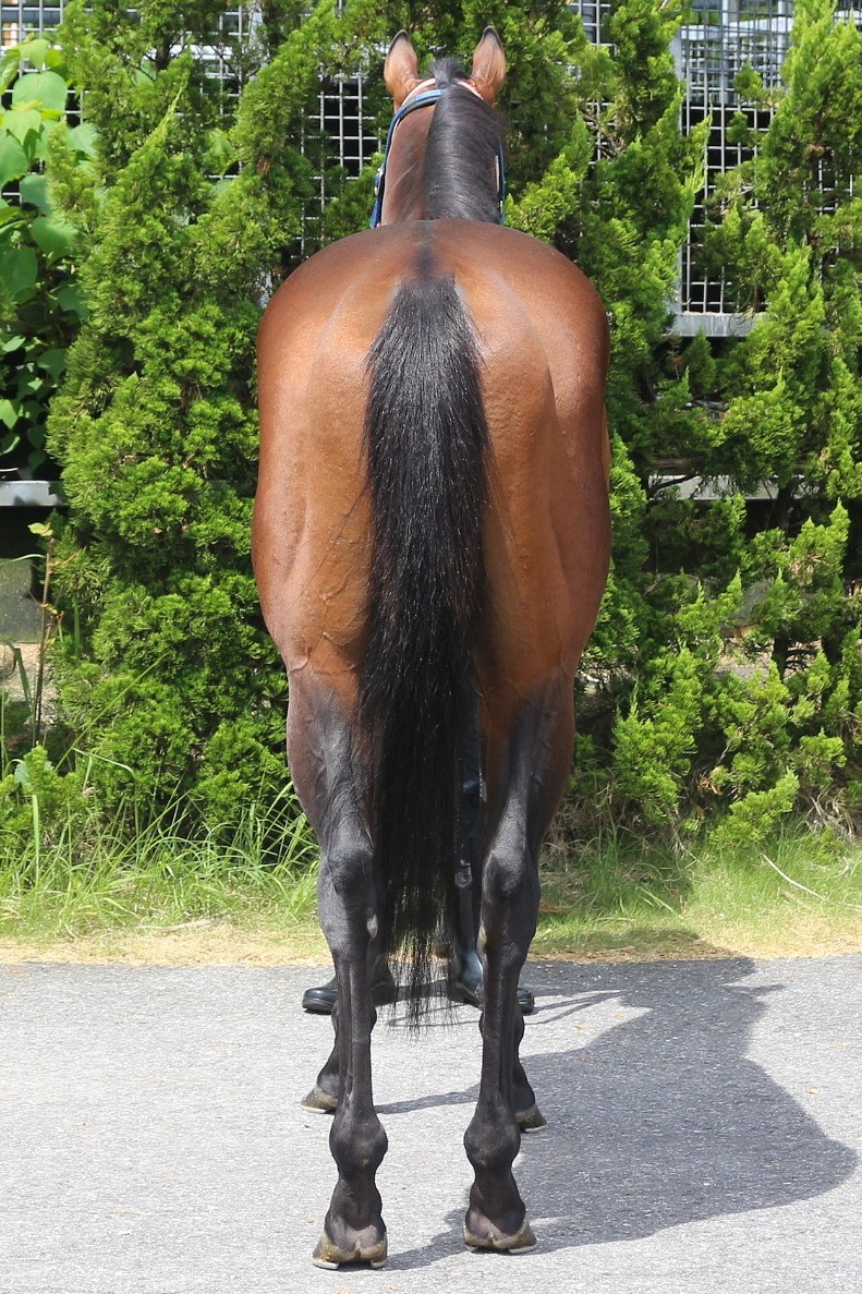 バスキュラリティ 牡3歳 ※中央競馬 登録抹消 | サラブレッド