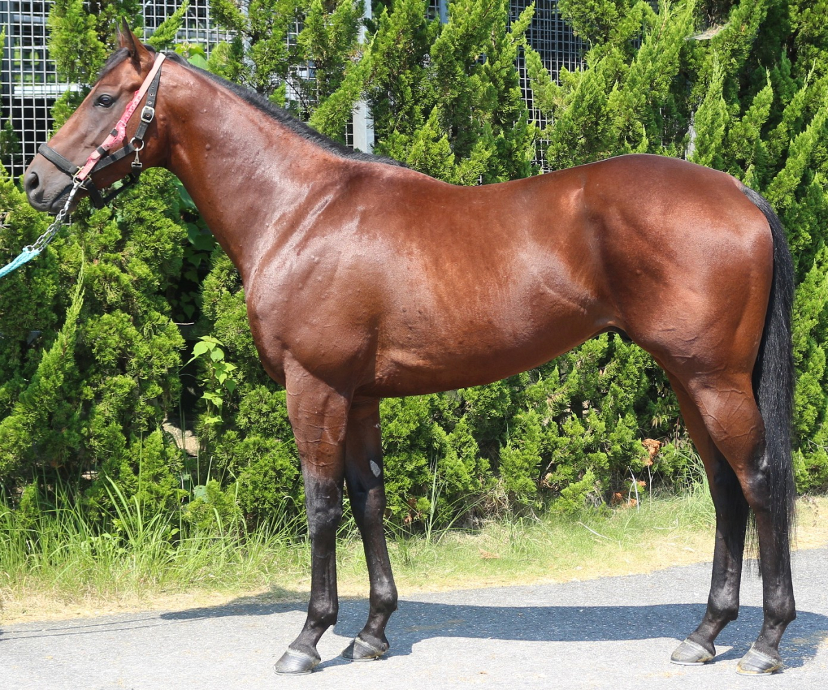 サラブレ 中央競馬年鑑2003〜2018 サラブレ 中央競馬年鑑2003〜2018