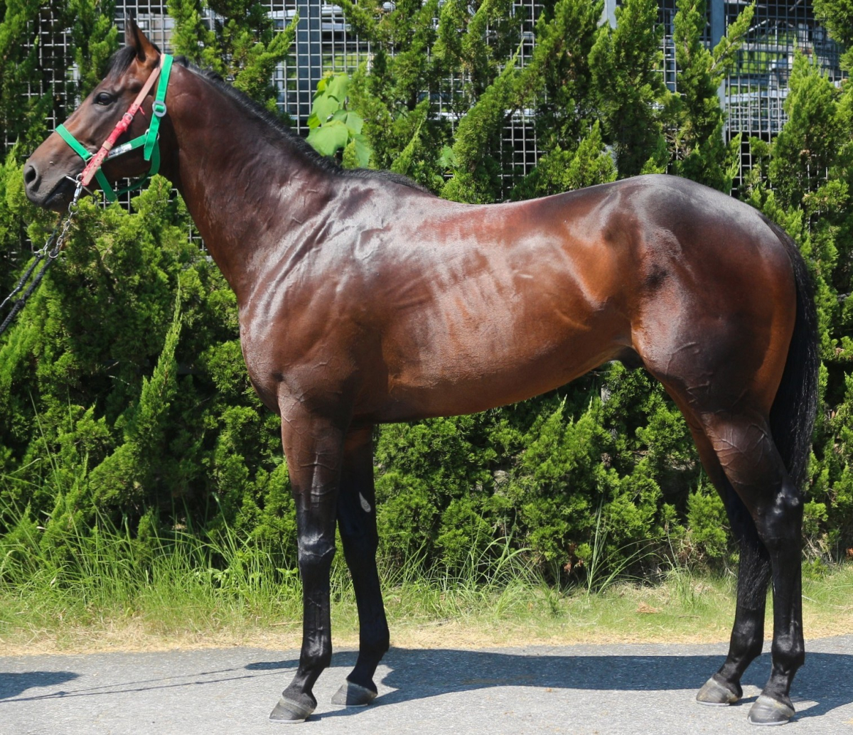 値下げしました 馬頭琴 ピストンボーイ 牡4歳 ※中央競馬 登録抹消 | サラブレッド