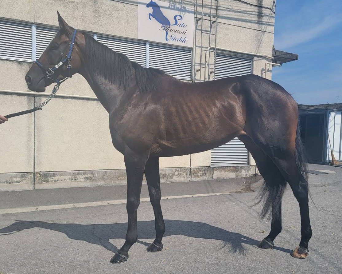 即日発送！サラブレッド種牡馬銘鑑1977第4巻 ショウナンガロ 牡4歳 ※中央競馬 登録抹消 | サラブレッド
