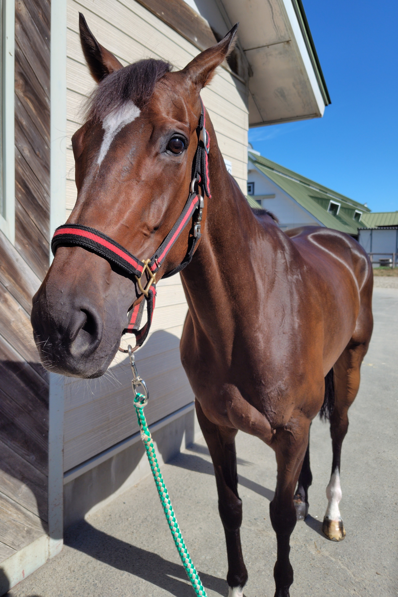 プレイ　タケルライコウ　補強　まとめ売 ヤカンヒコウ 牝5歳 ※地方競馬 在籍 | サラブレッドオークション
