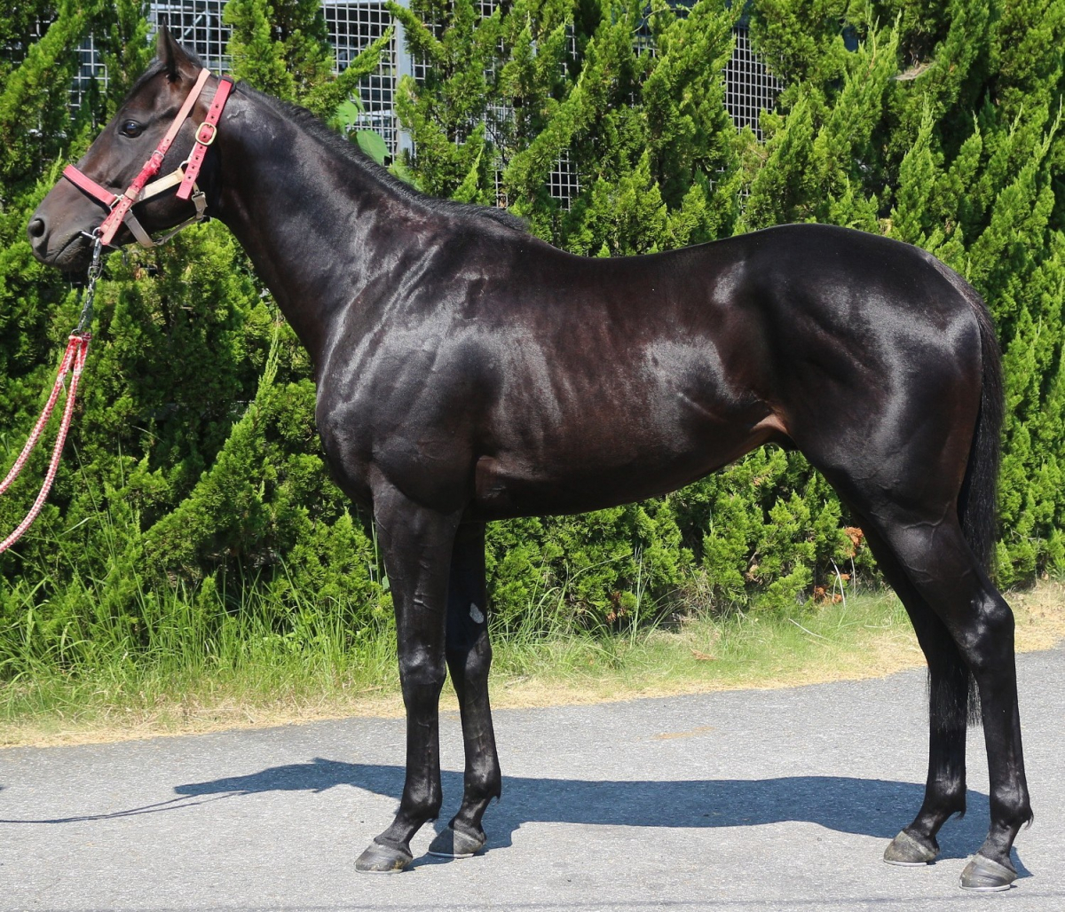 マグナドムス 牡3歳 ※中央競馬 登録抹消 | サラブレッド