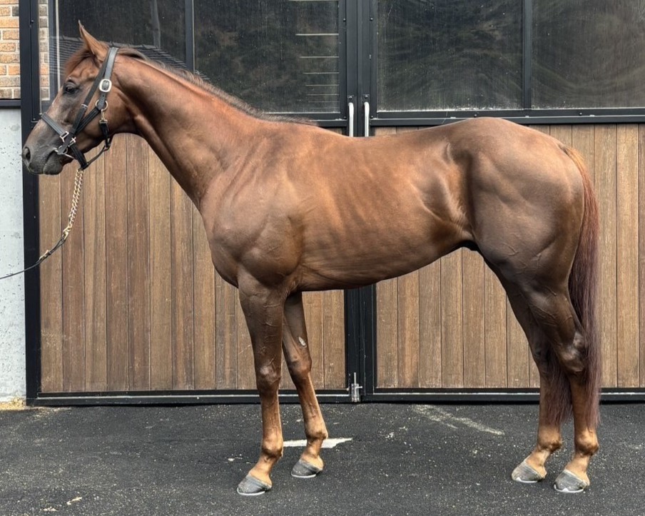 イダイ 牡3歳 ※中央競馬 登録抹消 | サラブレッドオークション