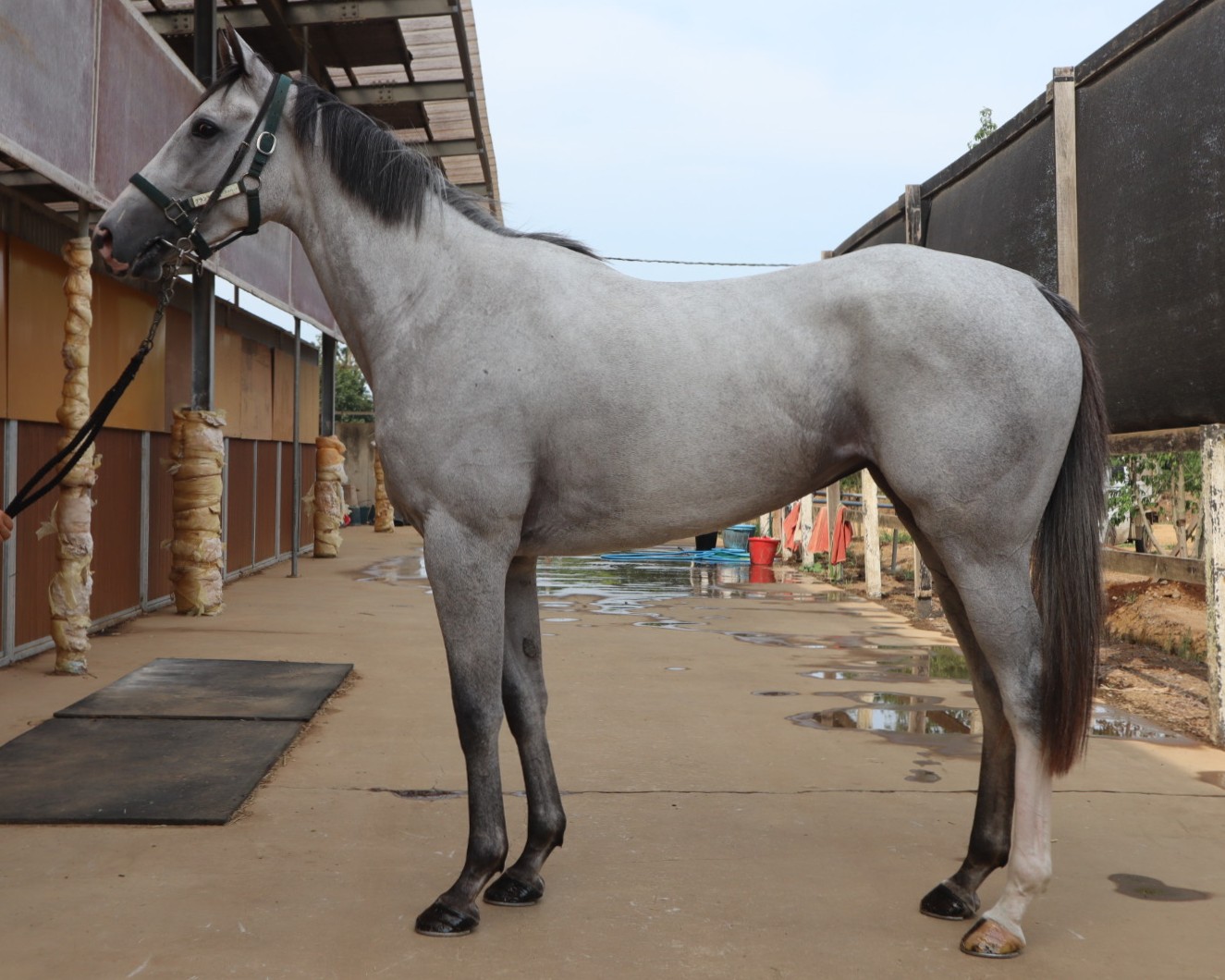 グランツローゼ 牝3歳 ※中央競馬 登録抹消 | サラブレッド