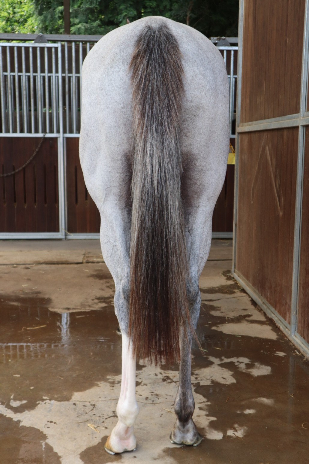 グランツローゼ 牝3歳 ※中央競馬 登録抹消 | サラブレッド