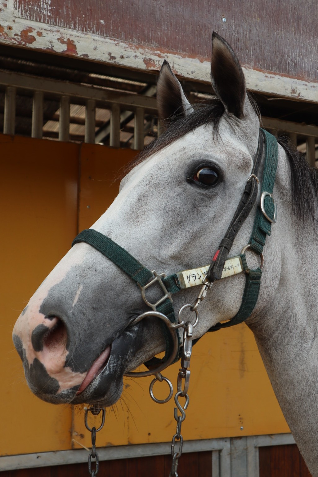 グランツローゼ 牝3歳 ※中央競馬 登録抹消 | サラブレッド