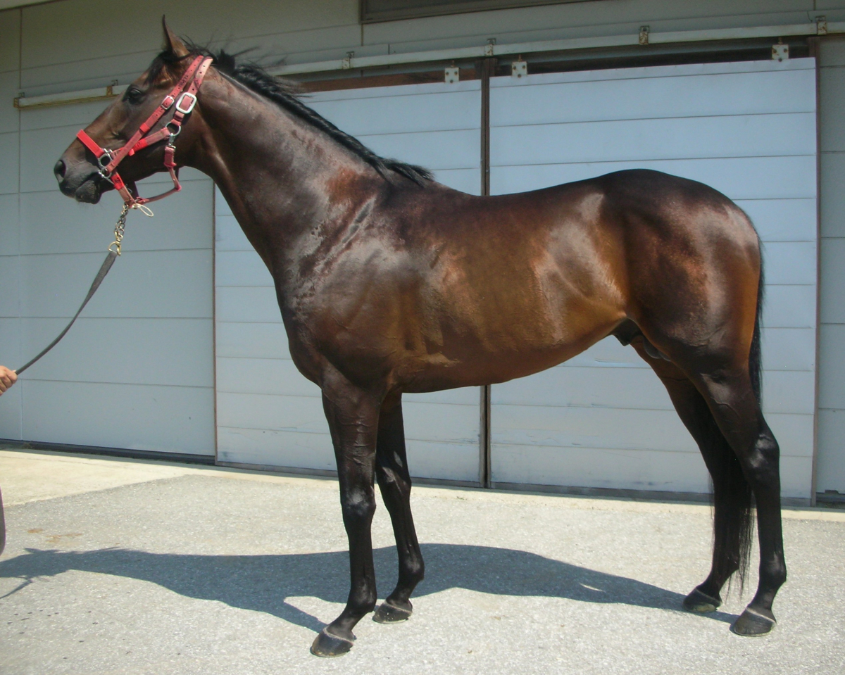 コルティリオ　　牡４歳　　※地方競馬　在籍_main1