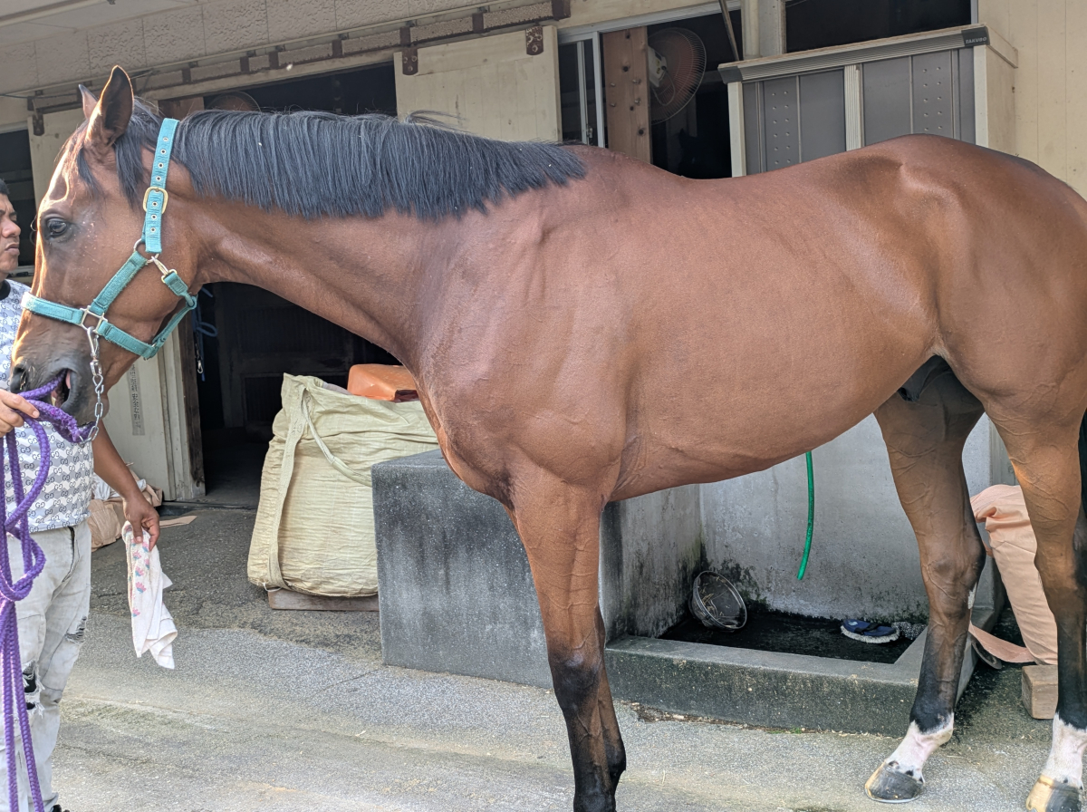 フクチャンキング　　セン５歳　　※地方競馬　在籍_main1