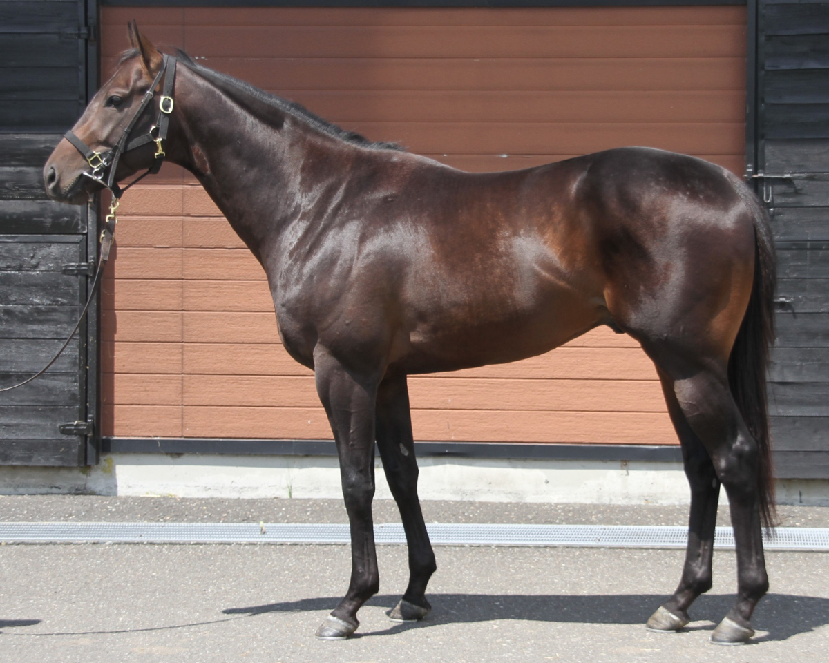 ビザンティーノ 牡3歳 ※中央競馬 登録抹消 | サラブレッドオークション