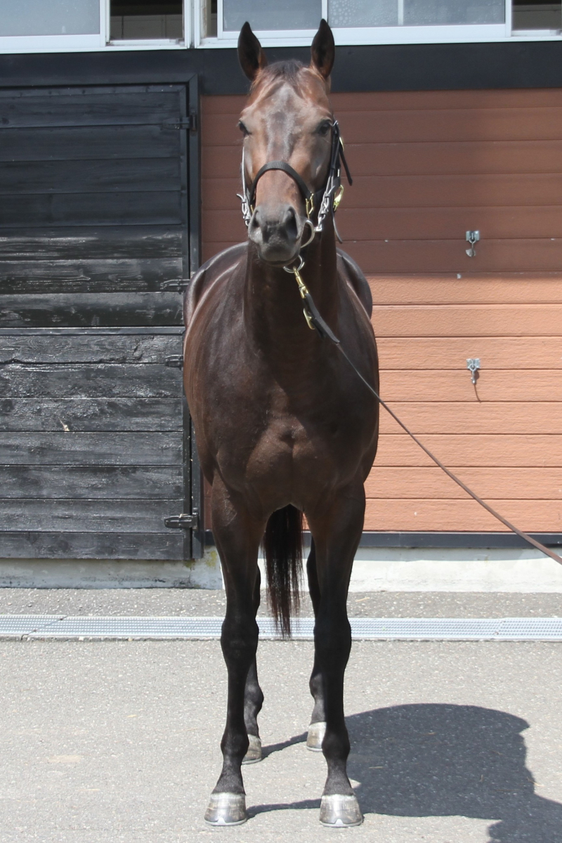 ビザンティーノ 牡3歳 ※中央競馬 登録抹消 | サラブレッドオークション