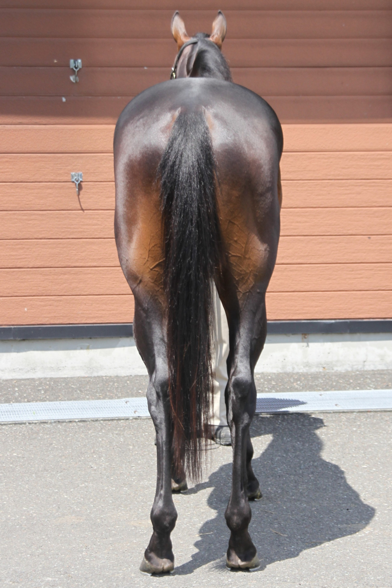 ビザンティーノ 牡3歳 ※中央競馬 登録抹消 | サラブレッドオークション