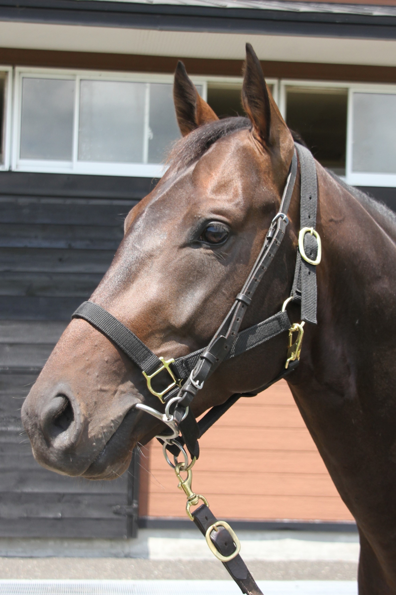 ビザンティーノ 牡3歳 ※中央競馬 登録抹消 | サラブレッドオークション
