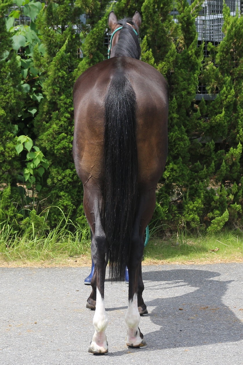 マリエンプラッツ 牝3歳 ※中央競馬 登録抹消 | サラブレッドオークション