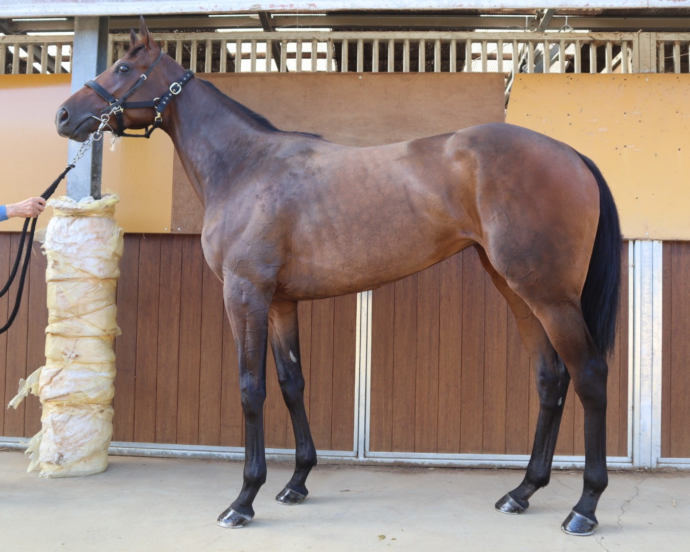 アップリンク 牝3歳 ※中央競馬 登録抹消 | サラブレッド