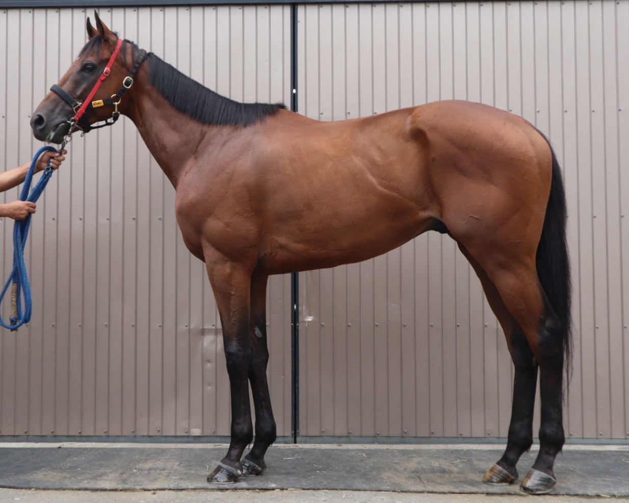 グールマン 牡3歳 ※中央競馬 登録抹消 | サラブレッドオークション