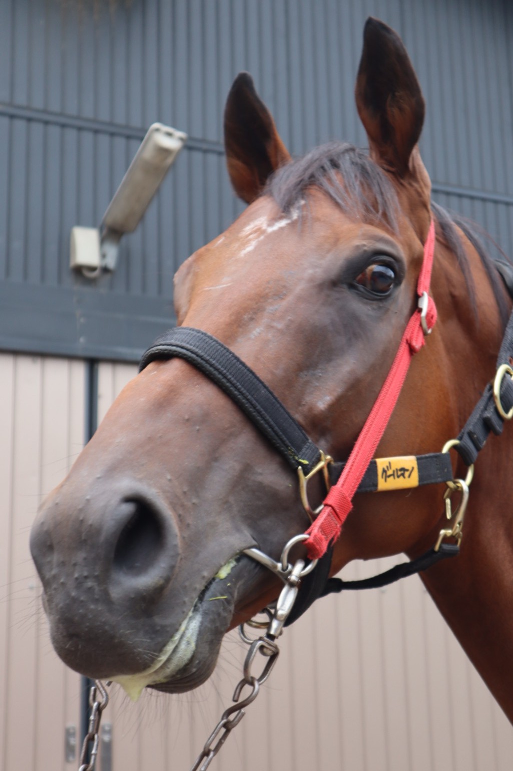 グールマン 牡3歳 ※中央競馬 登録抹消 | サラブレッドオークション