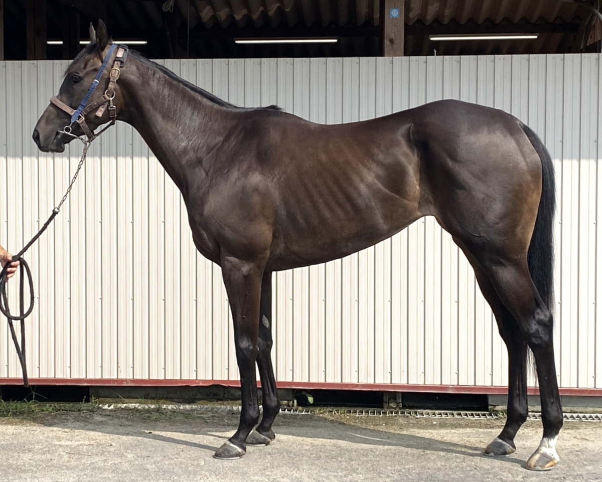 三上隆彦 馬 絵 金額縁 本物 馬の三く上 サラブレッド 競走馬 サラブレッドがサイボーグ化!?異端のSF小説に震える【夏の