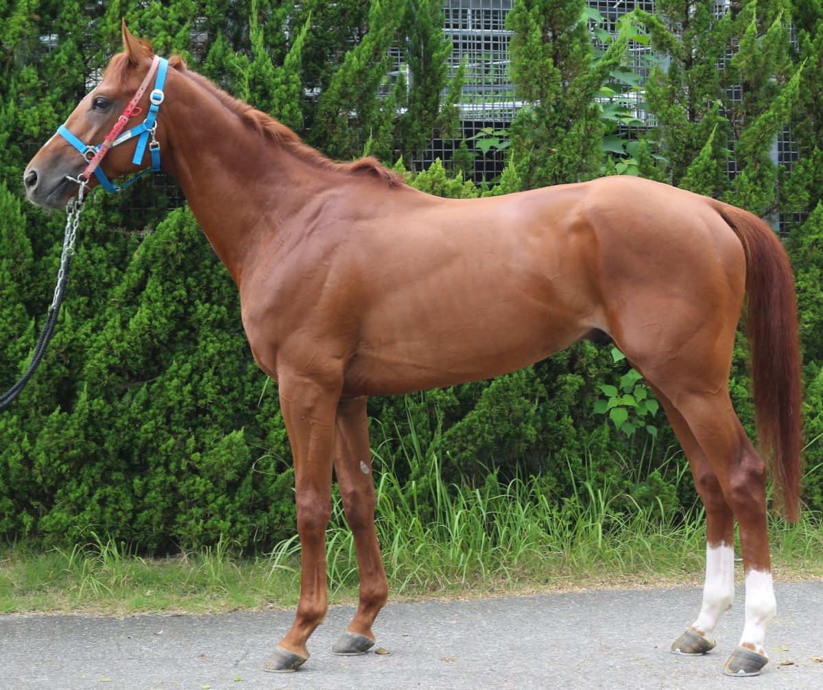 ノイエムジーク 牡3歳 ※中央競馬 登録抹消 | サラブレッドオークション