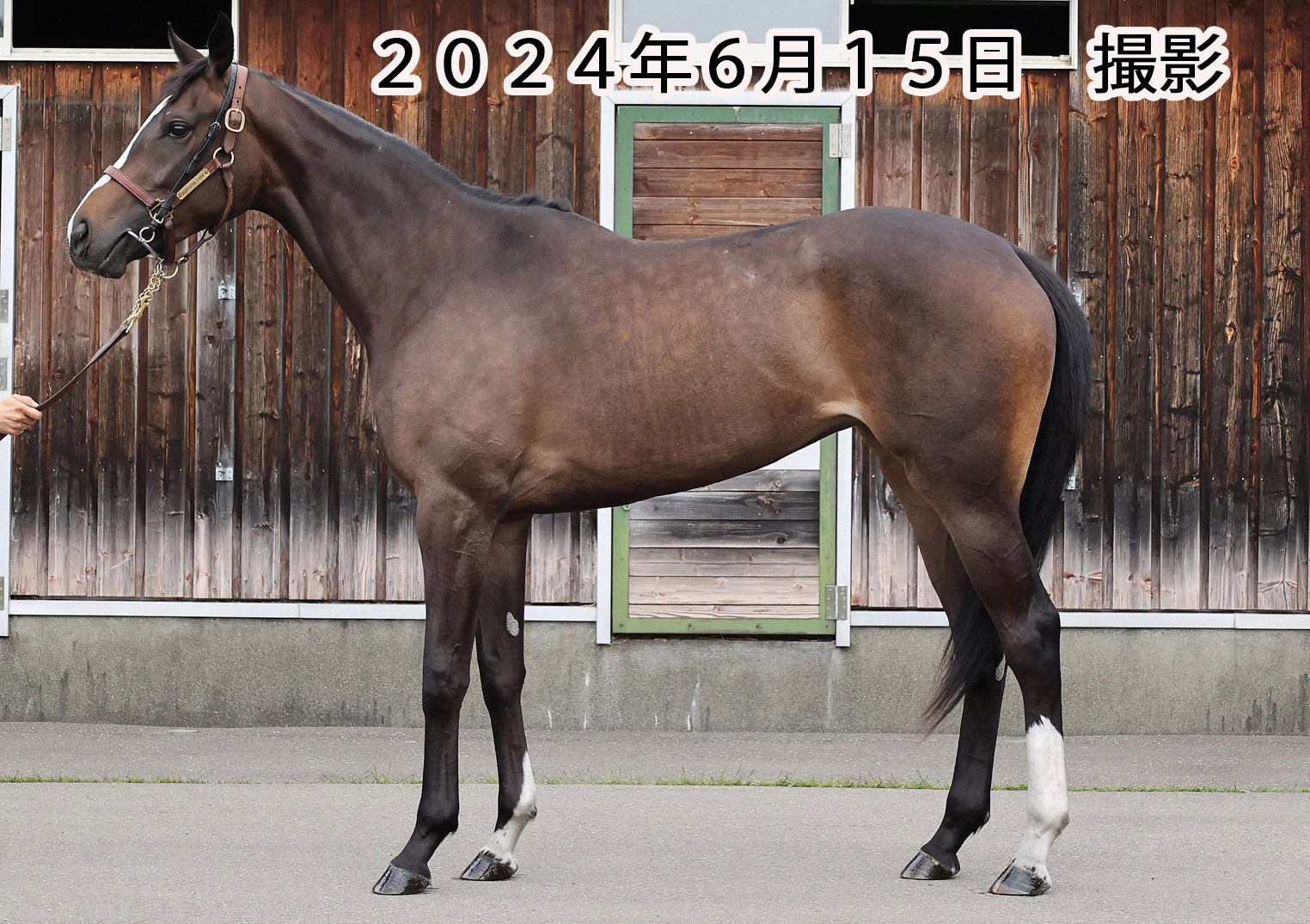 ▲01)【同梱不可】【除籍本】馬の文化叢書 全10巻揃いセット/馬事文化財団/競馬/馬術/文学/民俗/近代/古代/馬文化/競馬/JRA/B △01)【同梱不可】【除籍本】馬の文化叢書 全10巻揃いセット/馬