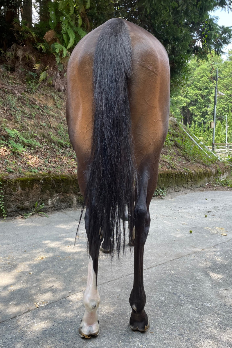 JRA中央競馬  非売品  年度代表馬カード 全35枚  JRA配布物 JRA中央競馬 非売品 年度代表馬カード 全35枚 JRA配布物 Yahoo