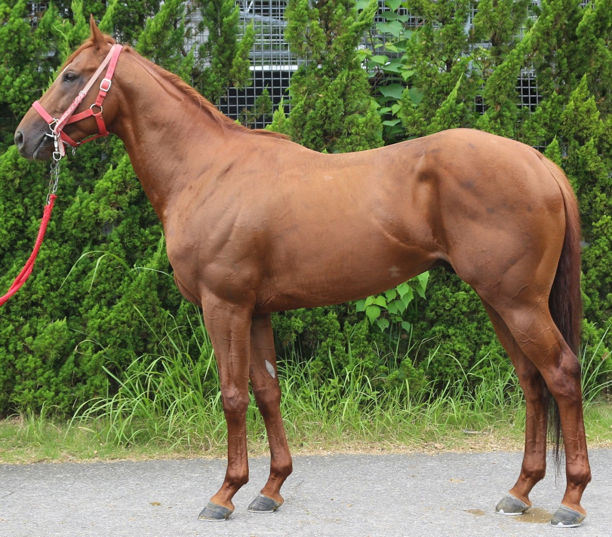 三上隆彦 馬 絵 金額縁 本物 馬の三く上 サラブレッド 競走馬 サラブレッドアート
