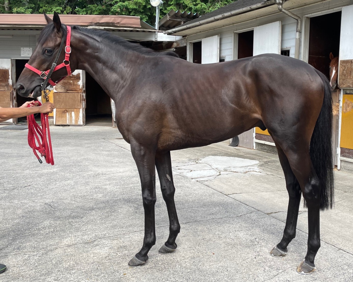 モルゲンゾンネ 牡3歳 ※中央競馬 登録抹消 | サラブレッド