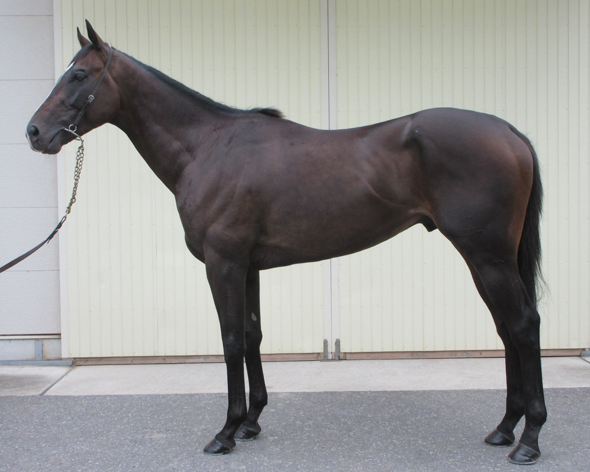 アルデヤーノ　　牡３歳　　※中央競馬　登録抹消_main1