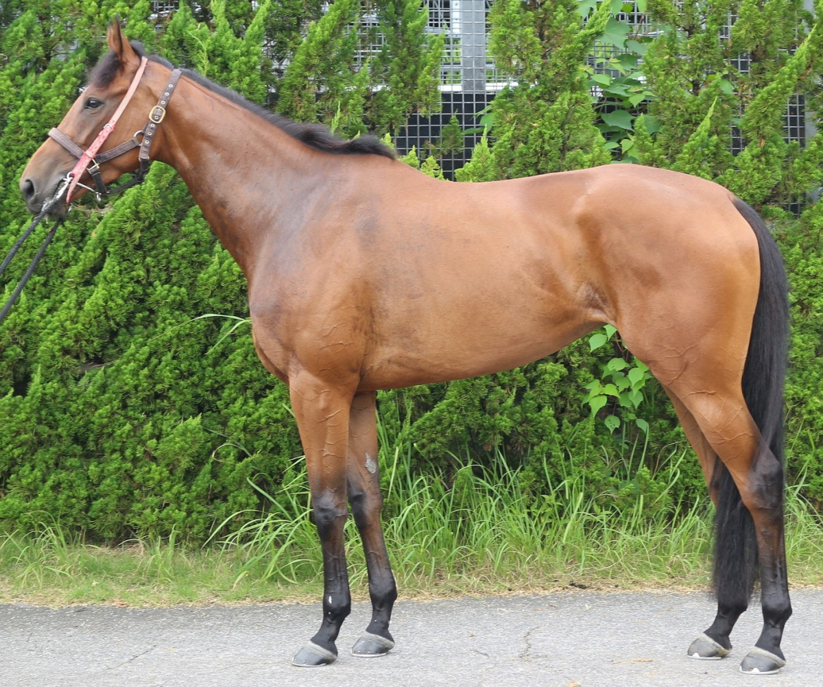 エニグマティーク　　牝３歳　　※中央競馬　登録抹消_main1