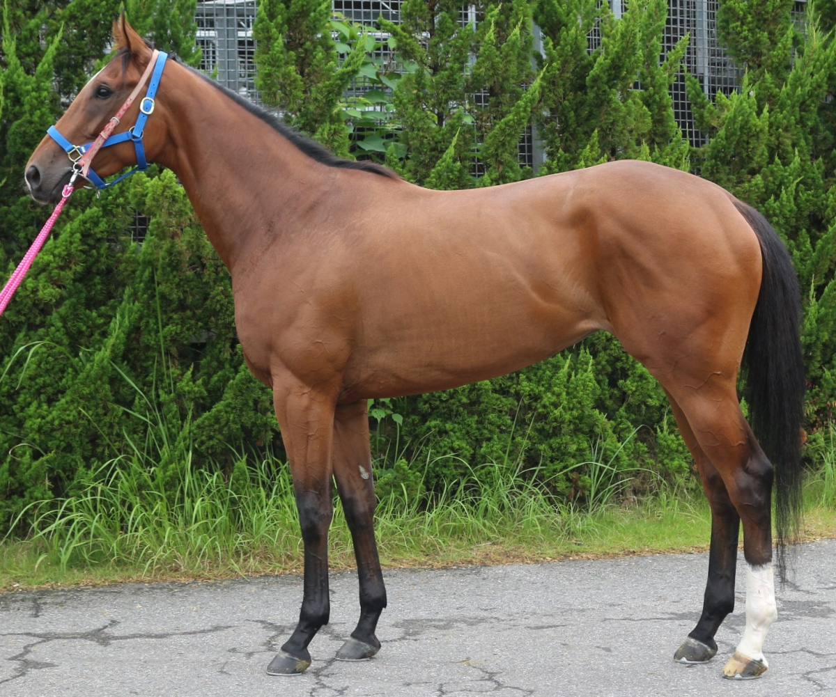ベラヴィットーリア　　牝３歳　　※中央競馬　登録抹消_main1