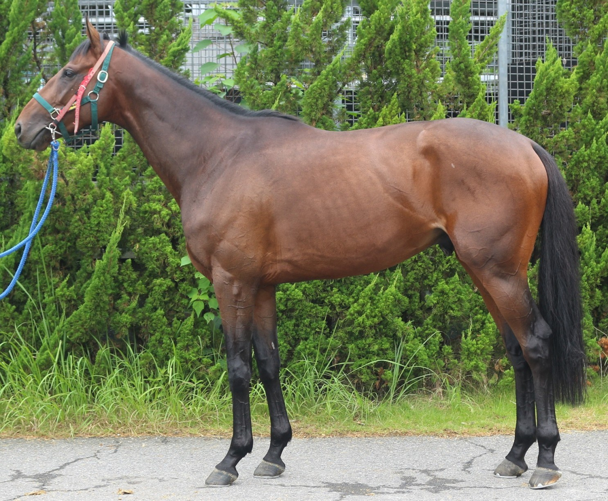 新品未開封　香港馬　インディジュナス　年度代表馬　アバンティー　Ｓサイズ AVANTI Sサイズ インディジェナス 香港年度代表馬 インディ