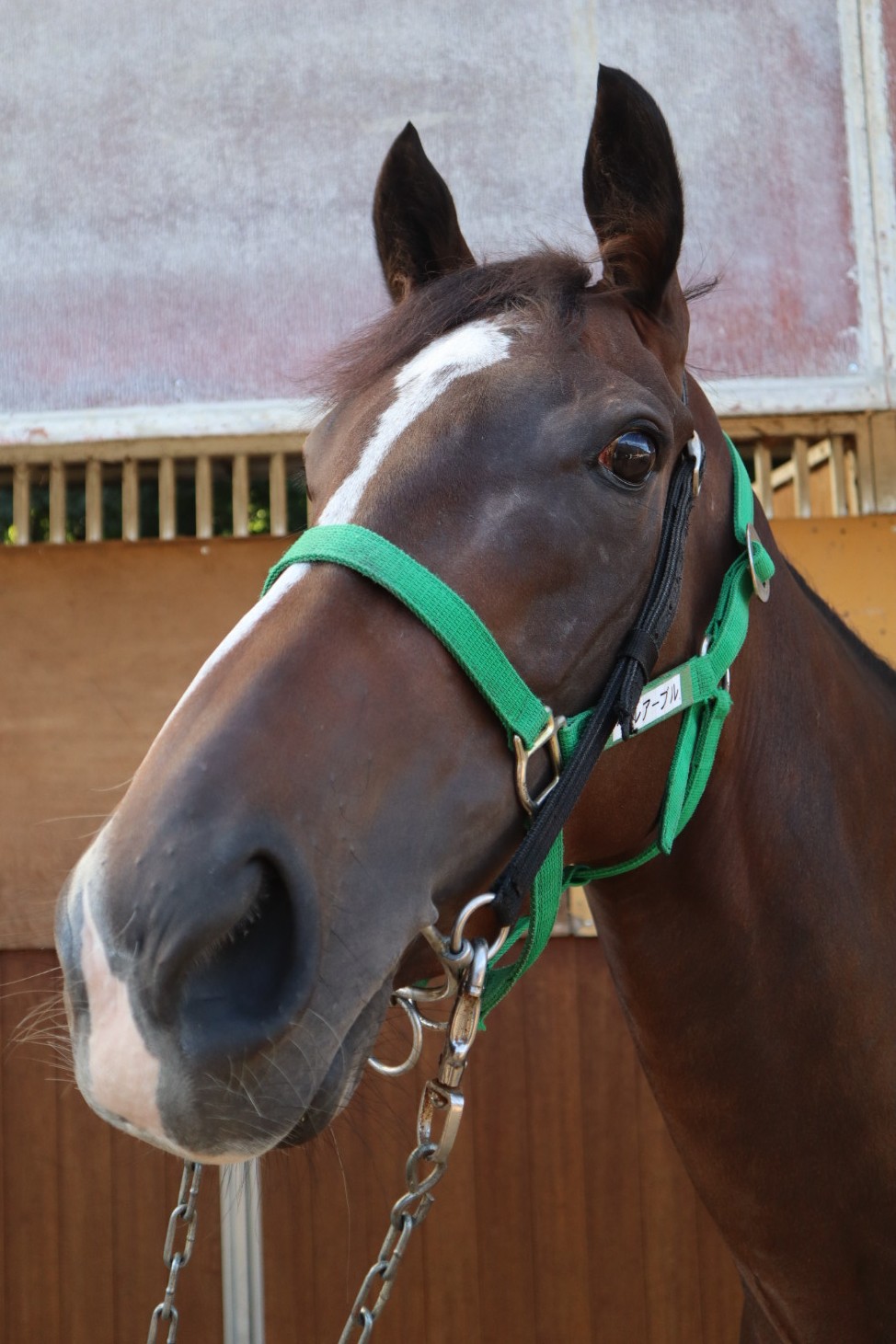 美品 年鑑重賞 サラブレ中央競馬99･00･02～05 6冊セット＋ポスター3枚 ベルアーブル 牝3歳 ※中央競馬 登録抹消 | サラブレッド