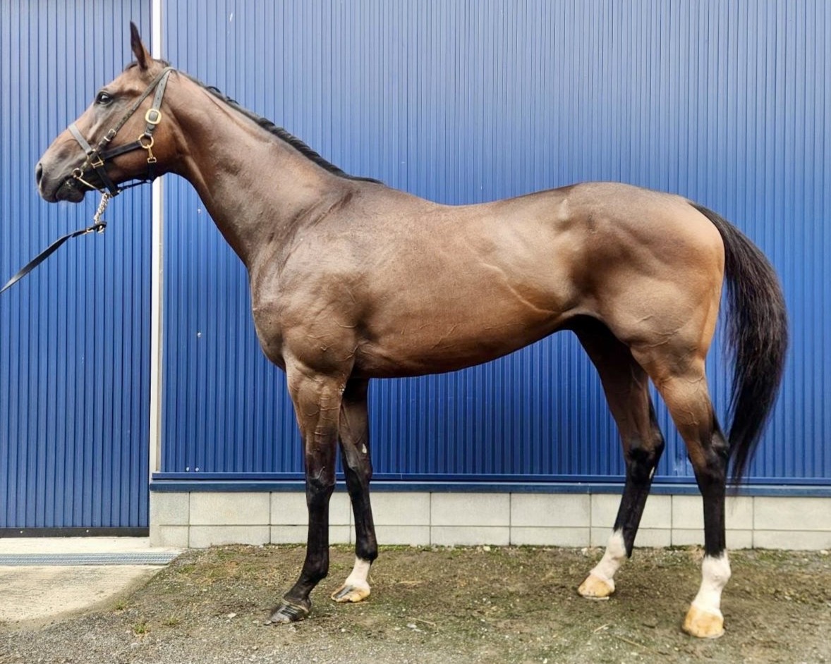 三上隆彦 馬 絵 金額縁 本物 馬の三く上 サラブレッド 競走馬 楽天市場】絵画 三上隆彦 油絵・油彩画 『馬』 動物 馬 力強い