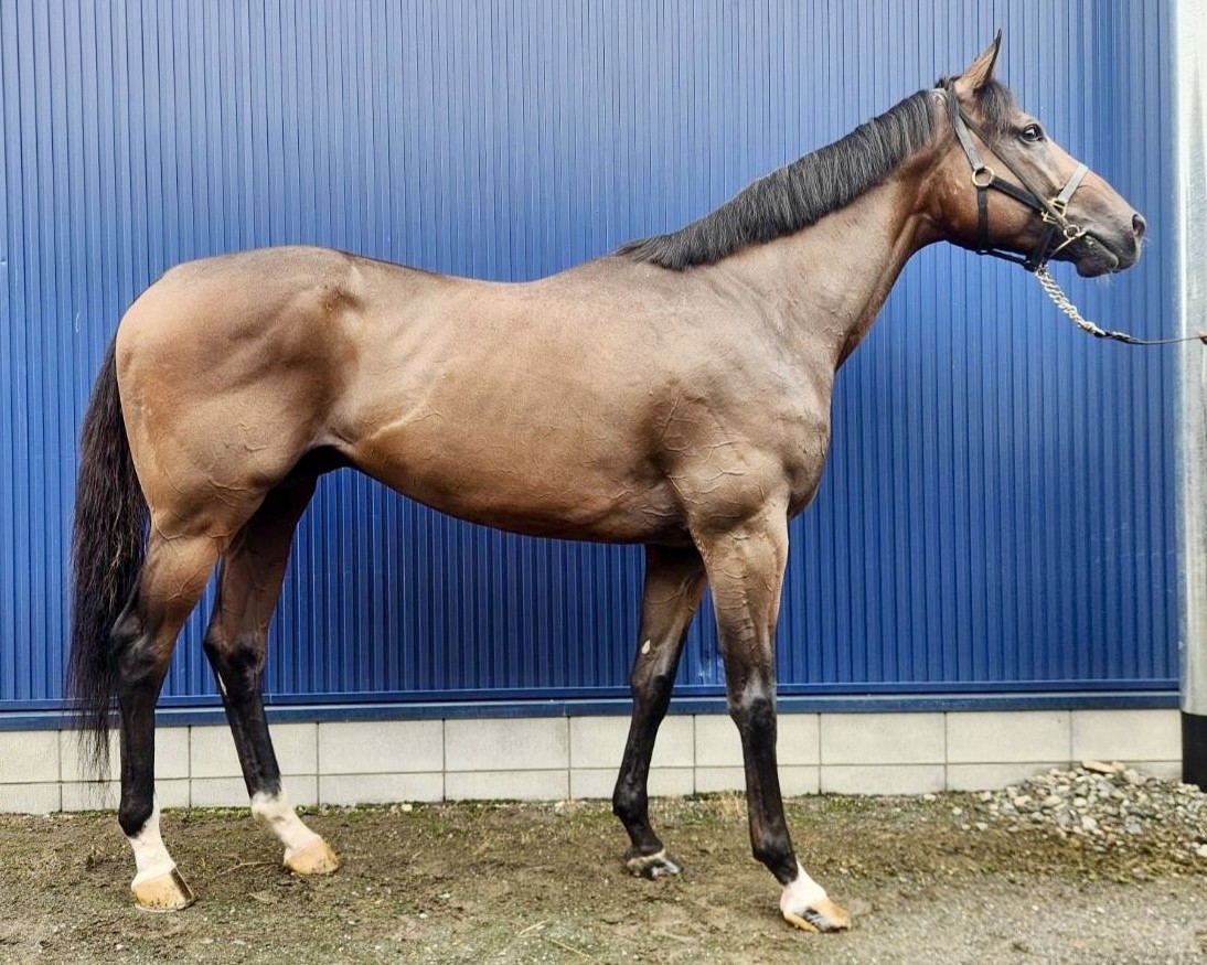 レジスタ 牡3歳 ※地方競馬 在籍 （未出走の3歳馬