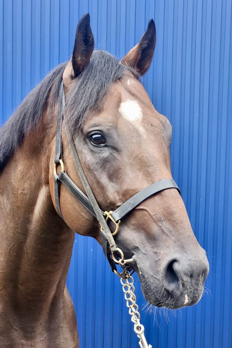 レジスタ 牡3歳 ※地方競馬 在籍 （未出走の3歳馬