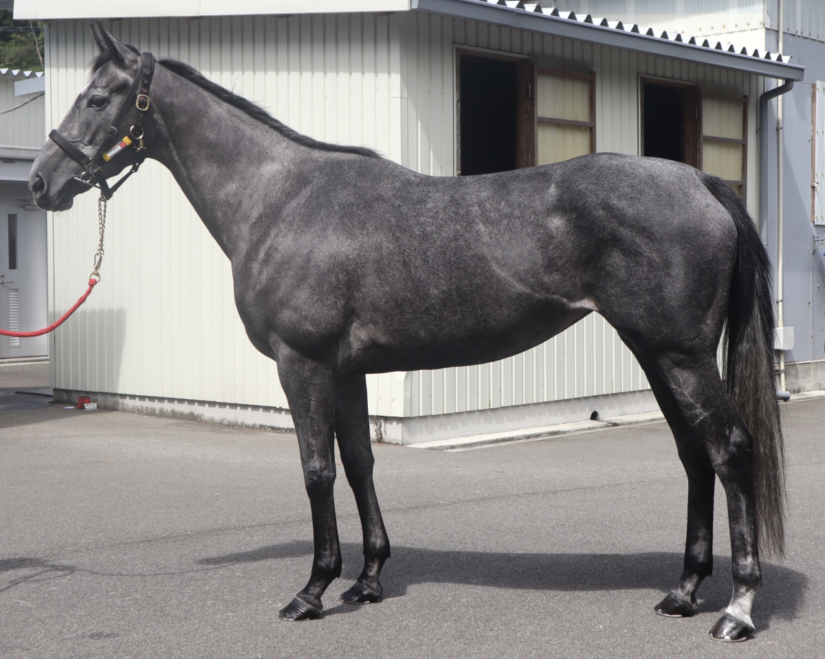 ハレルヤバレリーナ 魔法少女ロッド コンパクト まとめ売り ハレルヤバレリーナ 魔法少女ロッド コンパクト まとめ売り