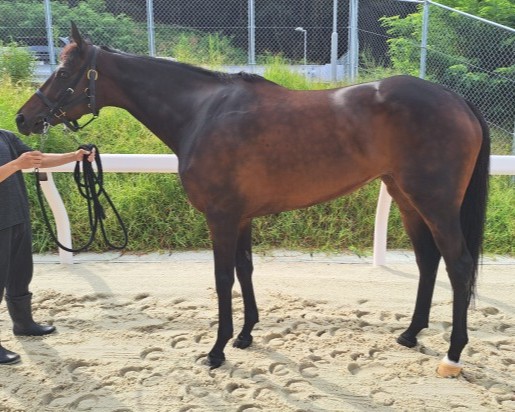 スマートレイヴ 牝4歳 ※地方競馬 在籍 | サラブレッドオークション