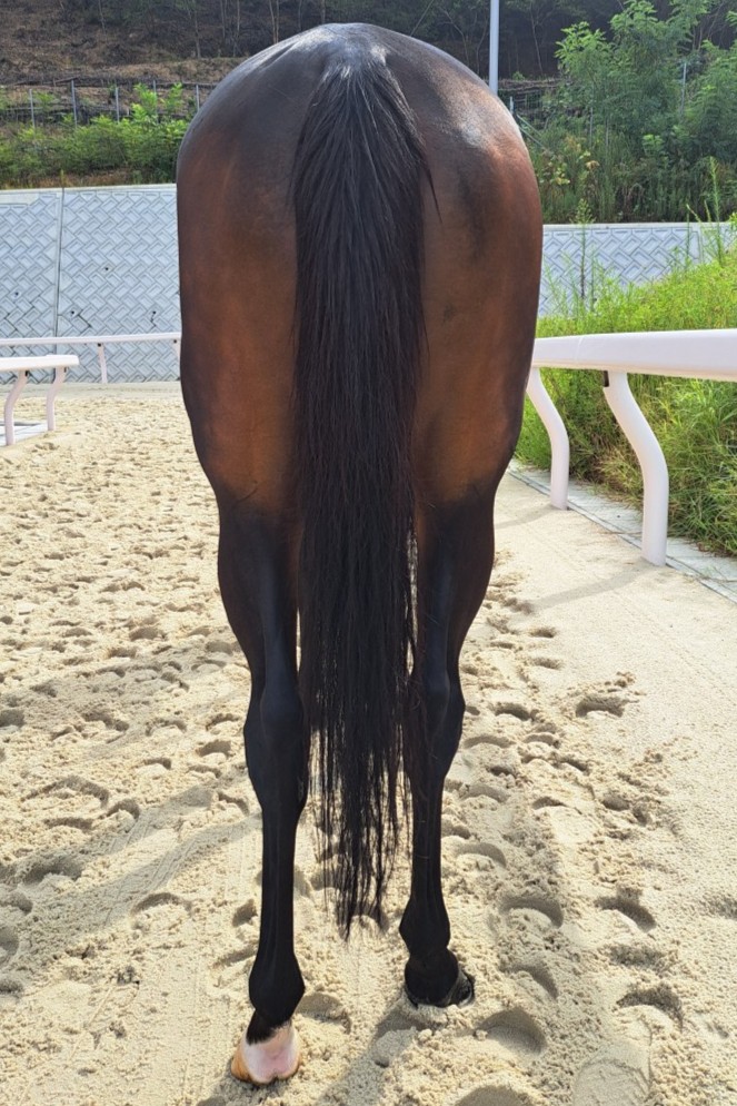 0417号 RRまとめ ヴァシロペス セン4歳 ※地方競馬 在籍 | サラブレッドオークション