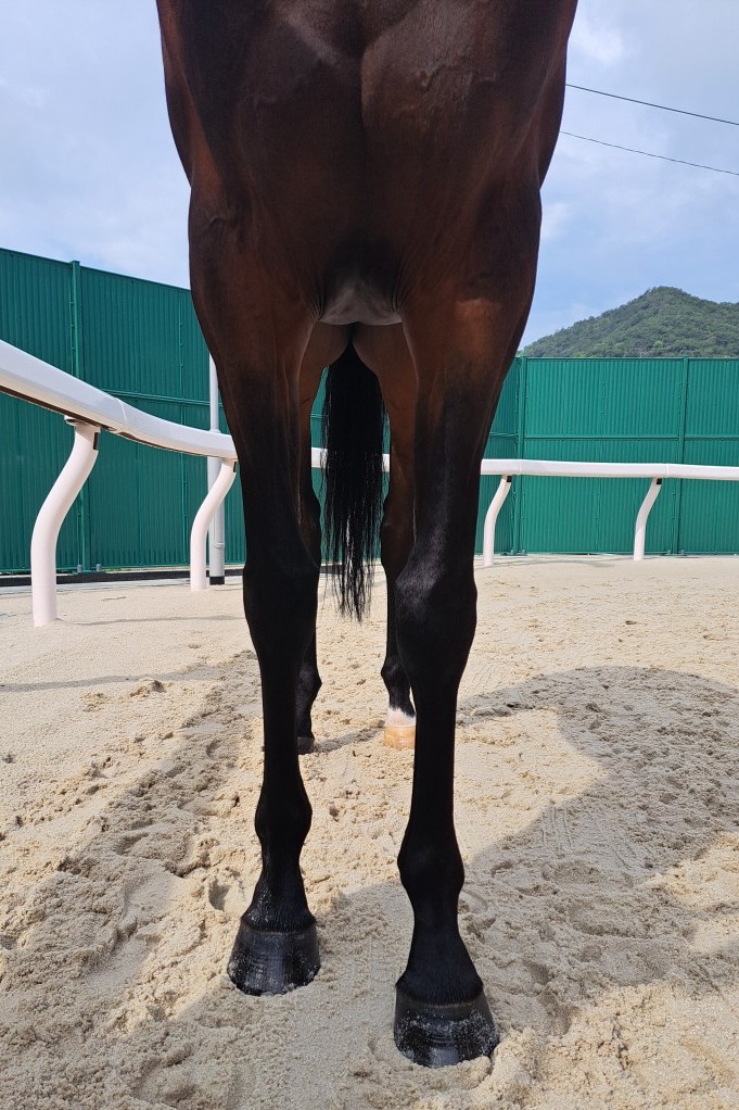 相似象学会誌4号　サラダ スマートレイヴ 牝4歳 ※地方競馬 在籍 | サラブレッドオークション