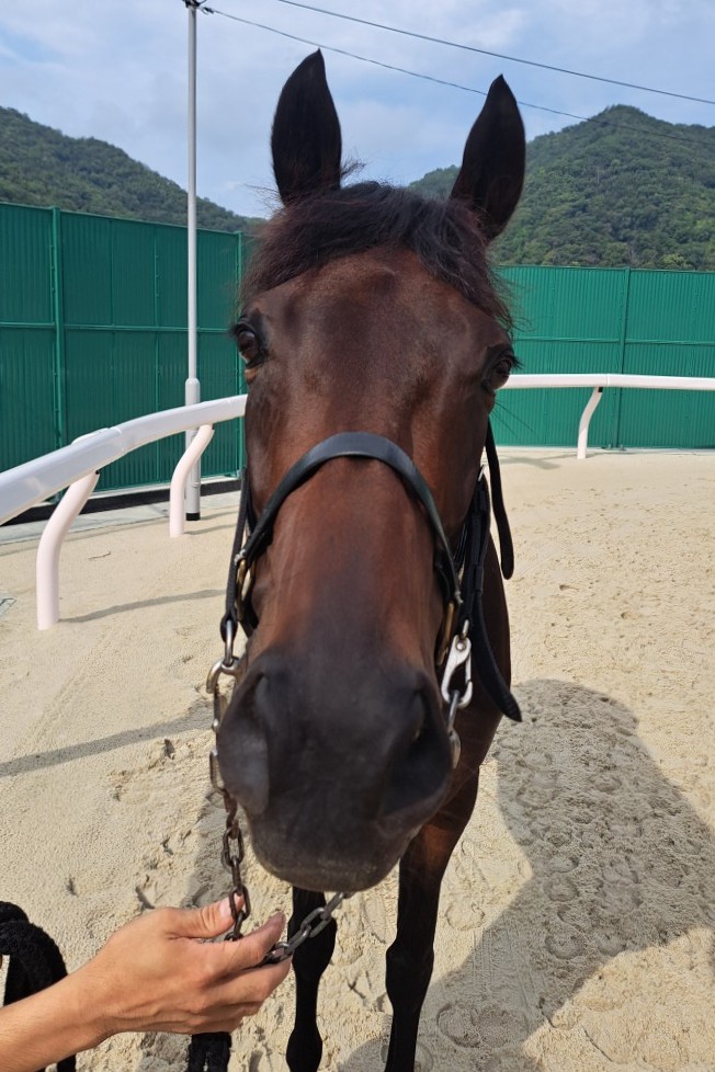 相似象学会誌4号　サラダ スマートレイヴ 牝4歳 ※地方競馬 在籍 | サラブレッドオークション