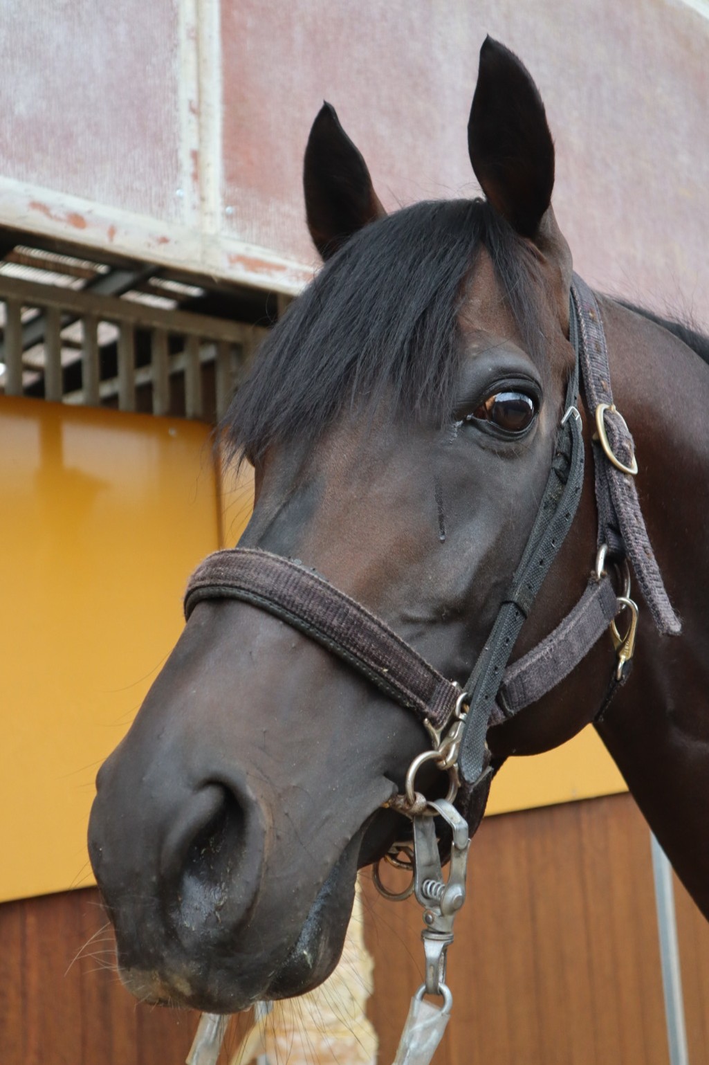 ウインドブロウン 牡9歳 ※地方競馬 在籍 | サラブレッドオークション